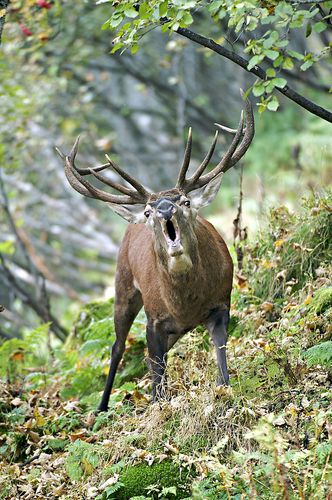 Brâme du cerf