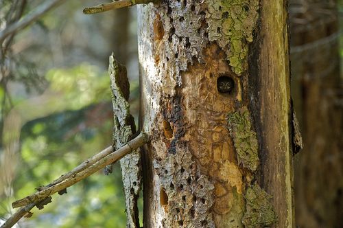 Chevêchette dans un arbre