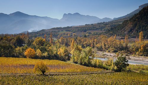 Vignobles sur les contreforts du Vercors