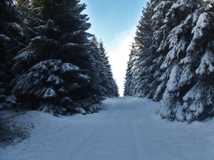 La Piste Trappeur en forêt du Ché