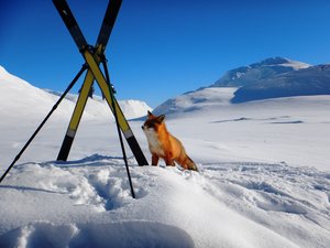 LAP16-Sarek-Solitaire-2016