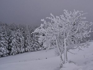 Plateau de Guery vers lePuy Loup